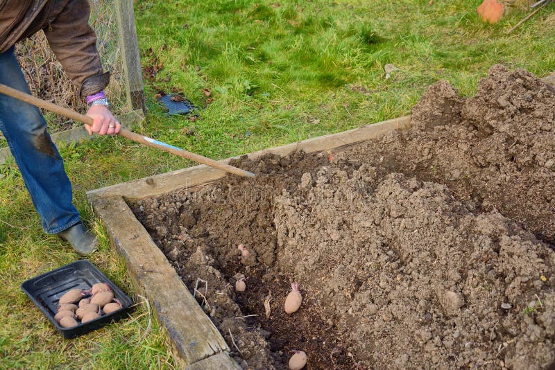 Earthing Up Potatoes Stock Photos Free & RoyaltyFree Stock Photos
