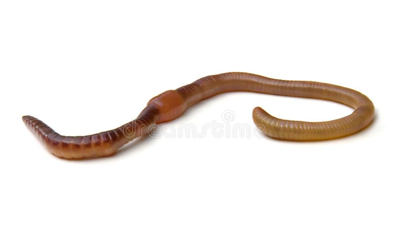 Earthworm