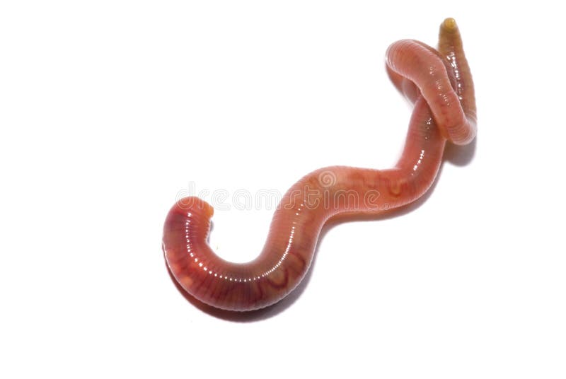 EarthWorm royalty free stock image
