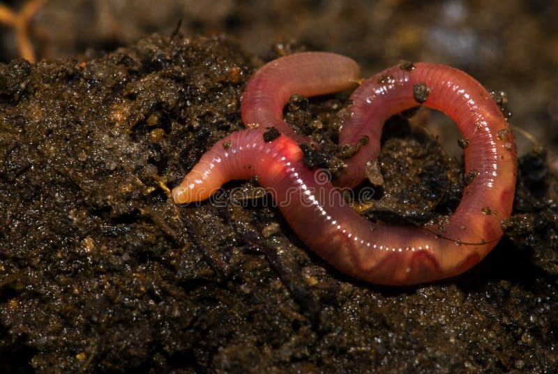 3,950 Earth Worm Stock Photos - Free & Royalty-Free Stock Photos from  Dreamstime