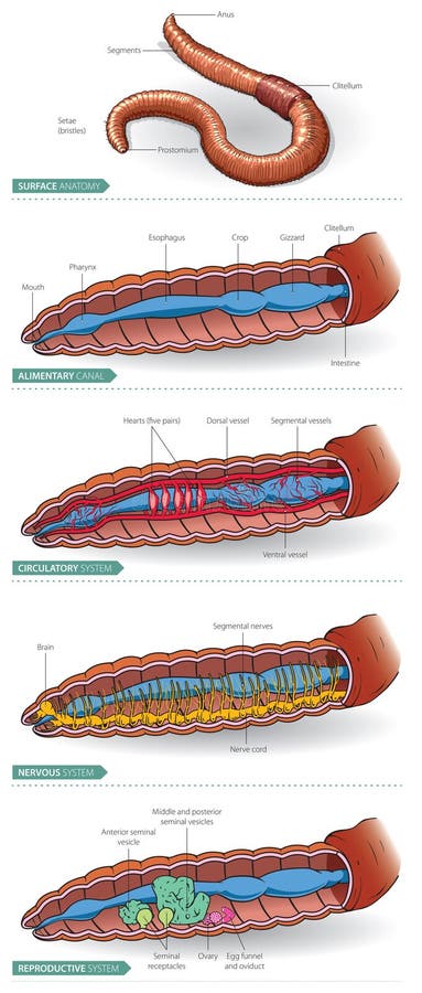Earthworm Anatomy Stock Illustrations – 31 Earthworm Anatomy Stock