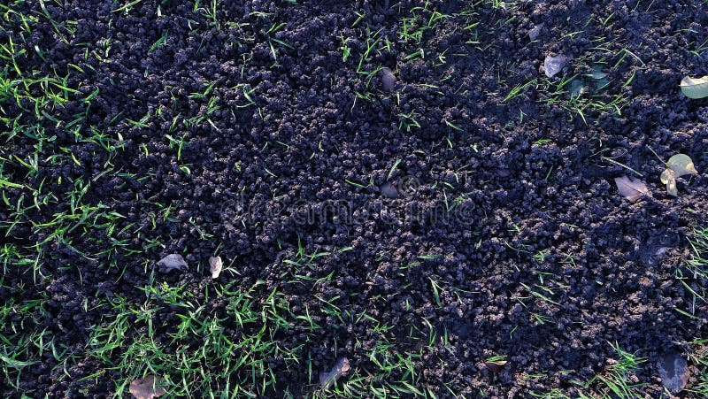 download worm casts on lawn download worm casts on lawn