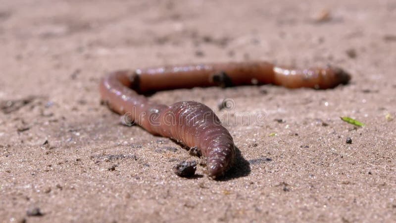 Earthworm Crawls on Wet Sand in Rays the Sunlight. Close Up. Zoom