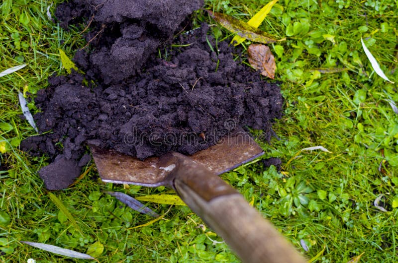 Earthworm in healthy topsoil