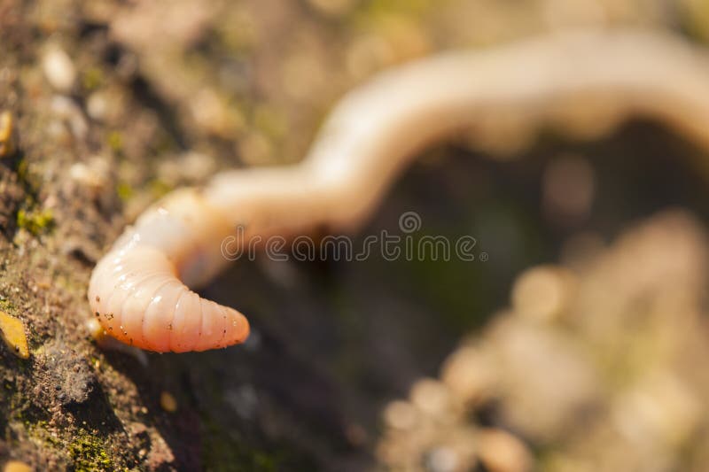 Earthworm, lombricus terrestris royalty free stock images