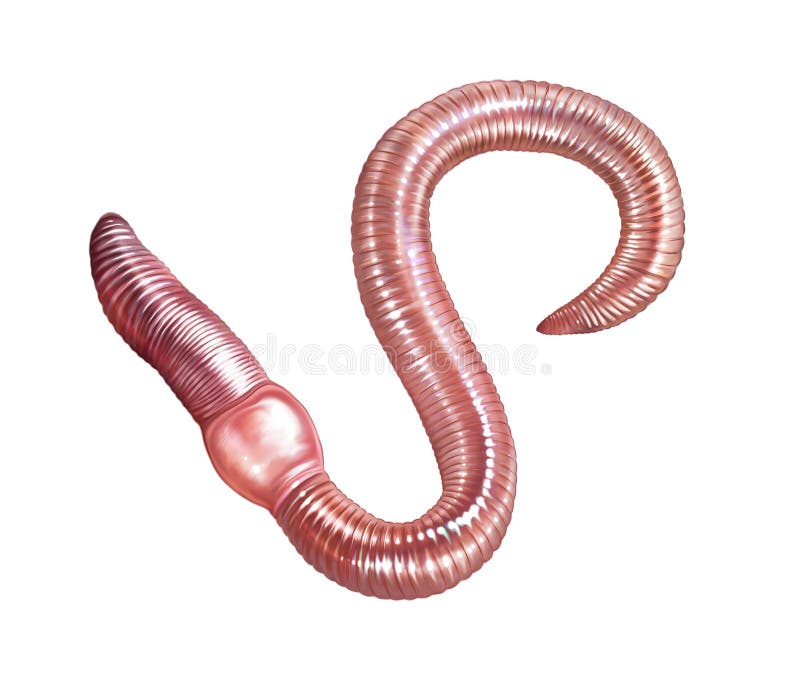 Earthworm Lumbricina, Realistic Drawing Stock Illustration