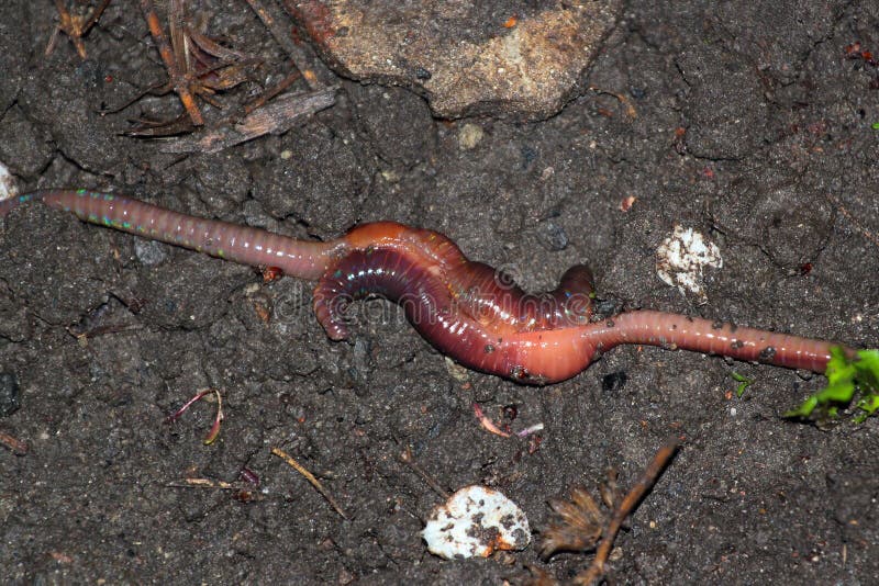 Earthworm Mating, Two Worms Copulate in a Garden at Night Stock