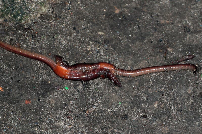 Common Earthworm, Lumbricus Terrestris Stock Photo Image of common