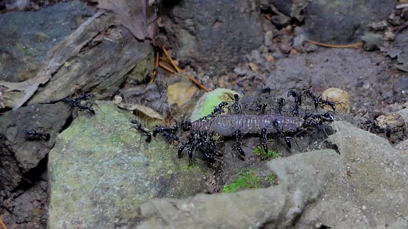 Earthworm нося черного муравья в тропическом лесе