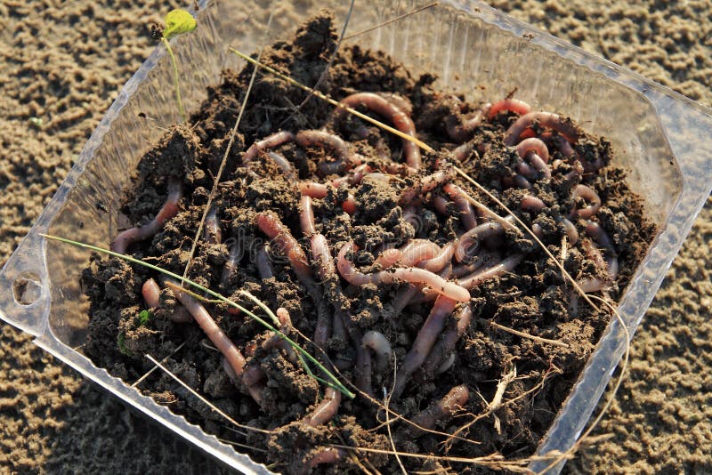 Earthworms as fishing bait stock photo. Image of trapping 11583432