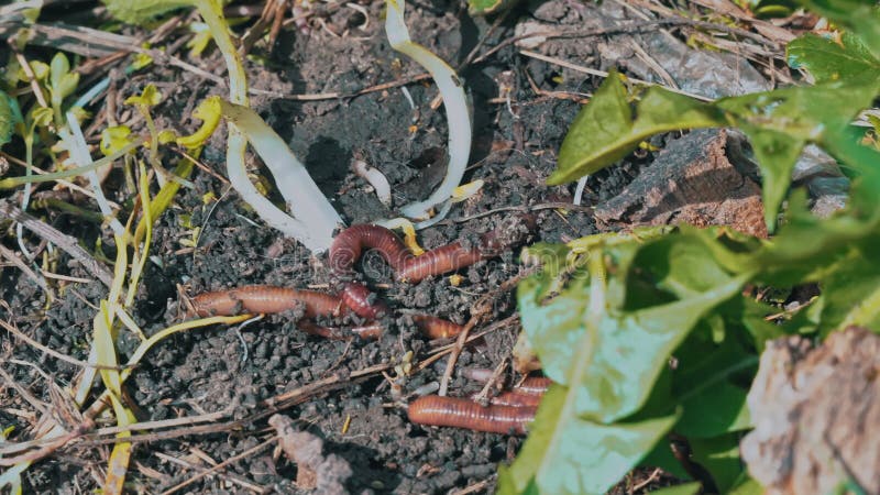 https://thumbs.dreamstime.com/b/earthworms-crawl-green-damp-grass-under-log-live-bait-earthworms-fishing-teeming-damp-black-soil-worms-plow-earth-245271564.jpg