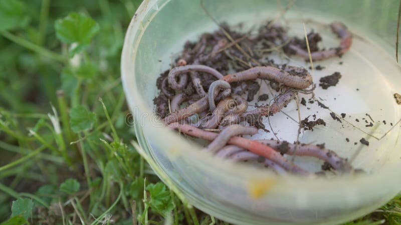Earthworms crawling in a plastic container on grass, fishing bait stock photography