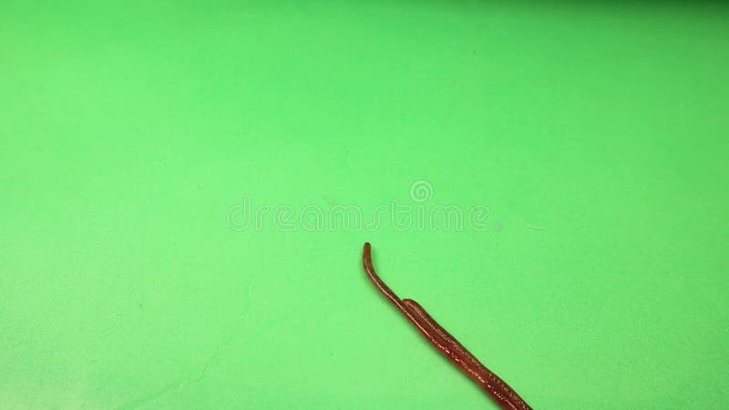 Earthworms Isolated on Green Background. Earthworm Live Bait for Fishing.  Bugs Stock Footage - Video of ecology, close: 262336942