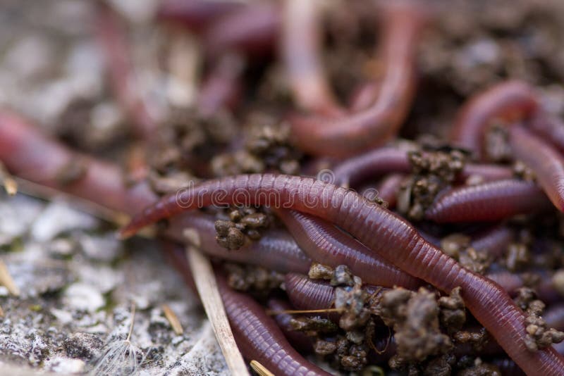 Earthworms Macro stock photos