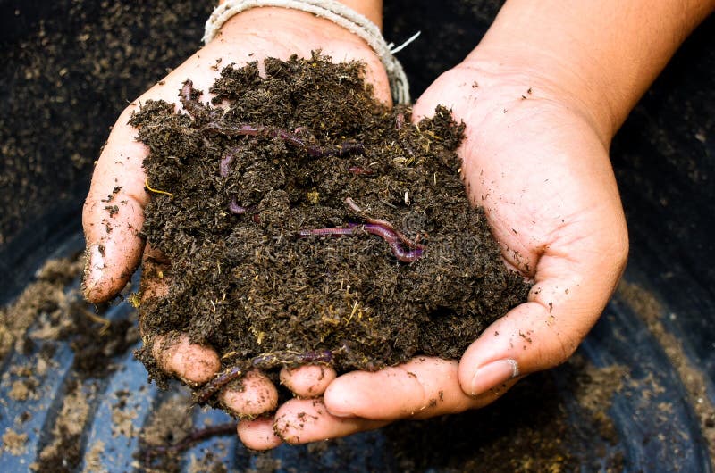 4,234 Soil Worm Stock Photos - Free & Royalty-Free Stock Photos from  Dreamstime