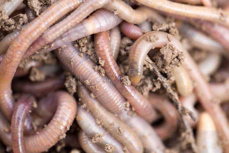 Earthworms on soil. macro stock image. Image of earthworms 100595679