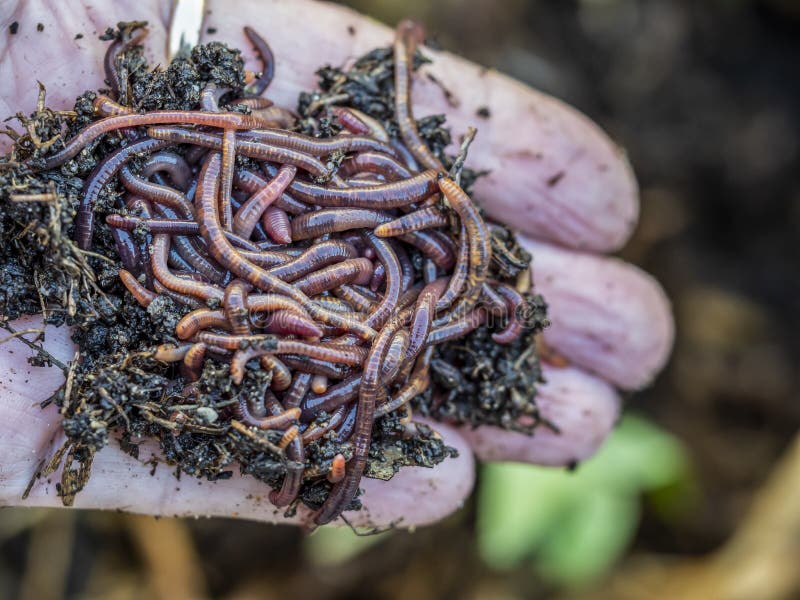 Earthworms from the Worm Tower Stock Image Image of macro, vegetable 241940179