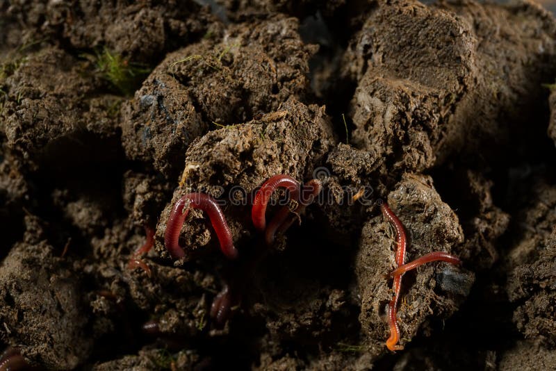 Earthworms в почве с сухими листьями стоковые изображения Earthworms в почве с сухими листьями стоковые изображения