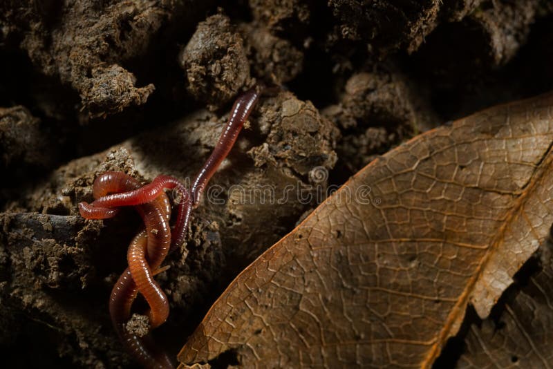 Earthworms в почве с сухими листьями стоковое изображение rf Earthworms в почве с сухими листьями стоковое изображение rf