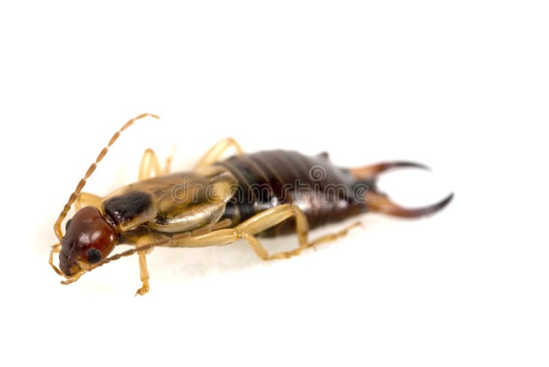 Earwig