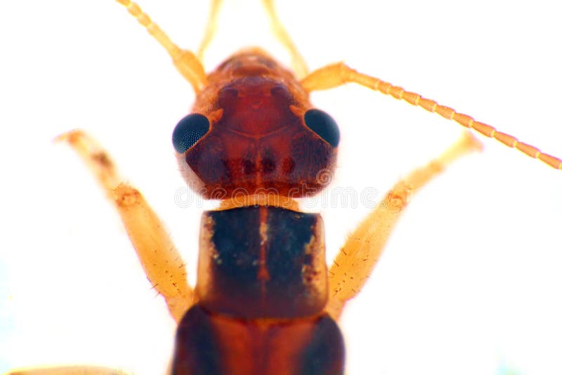 Earwigs (Dermaptera) ultra w górę portreta obrazy stock