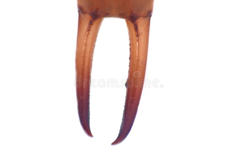 Earwigs (Dermaptera) ultra w górę portreta. Ultra makro- portret, część ciało, odizolowywająca na białych, męskich cerci z homara pazurem, używa insektami ochraniać zdobycza i utrzymywać (forceps) Pincher pluskwy gigantyczny earwig, Labidura riparia, Dermaptera (,)