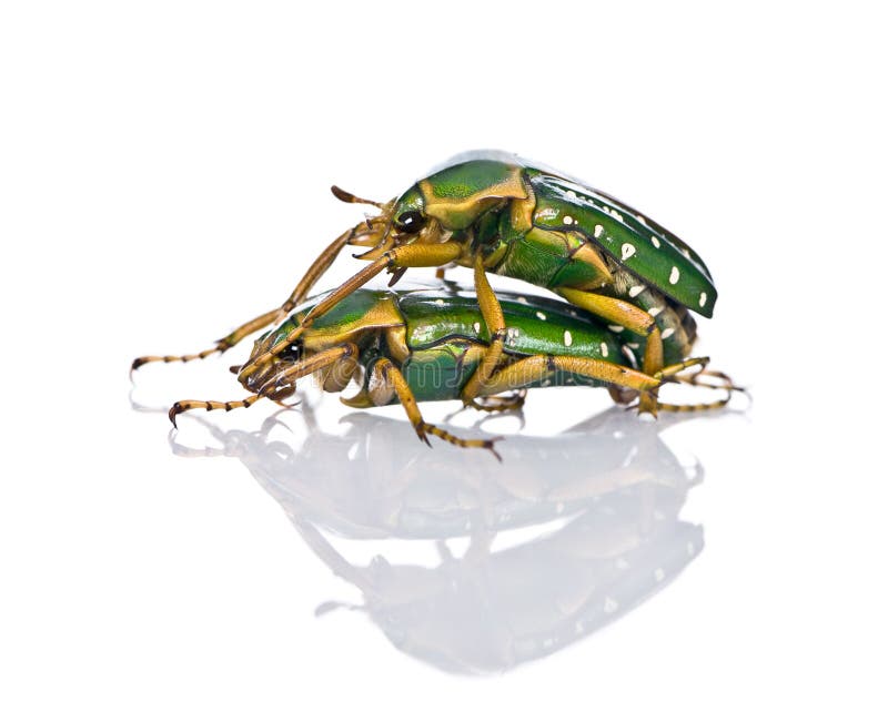 East Africa flower beetles having sex. Stephanorrhina guttata, in front of white background, studio shot stock images East Africa flower beetles having sex. Stephanorrhina guttata, in front of white background, studio shot stock images