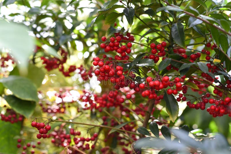 Coralberry Plant With Red Berries Stock Image - Image of flora, details ...