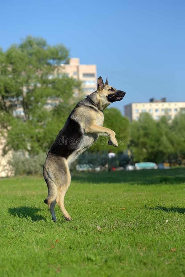 East European Shepherd Jump Stock Photo Image of flying, domestic