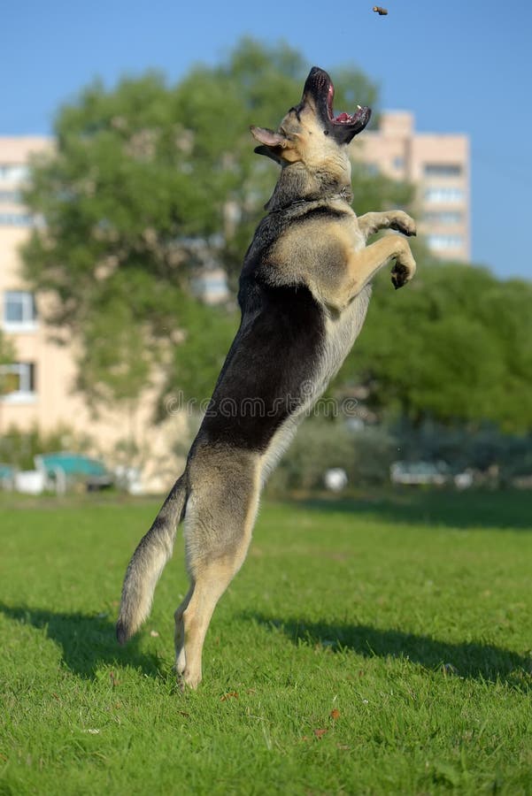 East European Shepherd Jump Stock Image Image of mammal, jumping