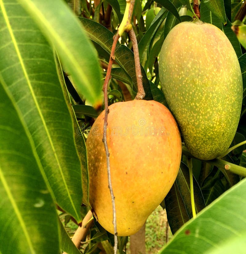 East Indian Jamaican Mangoes Stock Photos Free & RoyaltyFree Stock