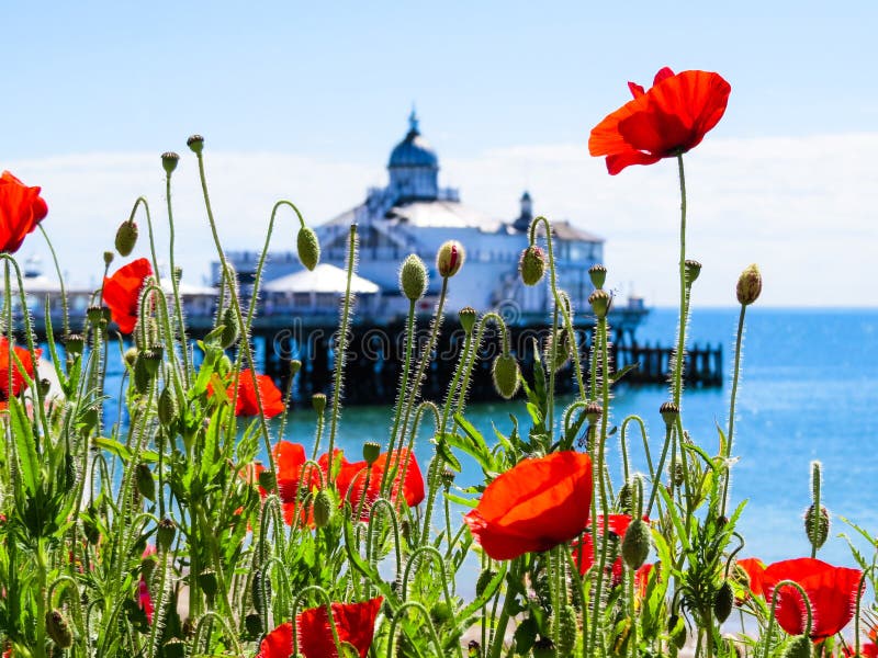 Eastbourne S Pier and Poppies Stock Photo Image of construction
