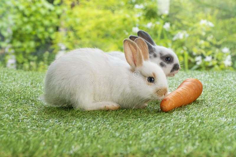 105 Bunny Family Eating Carrot Pet Stock Photos - Free & Royalty-Free Stock  Photos from Dreamstime