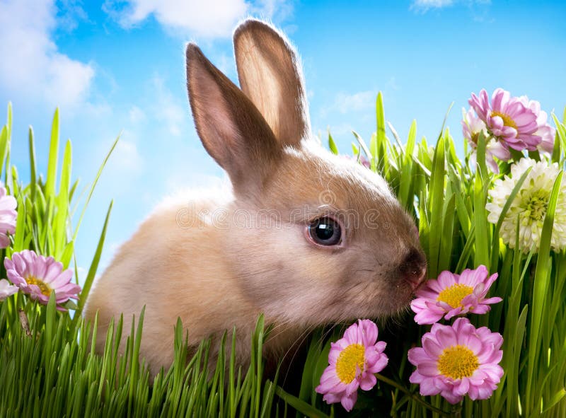 Pasqua Bambino di coniglio sul prato verde con fiori di primavera.