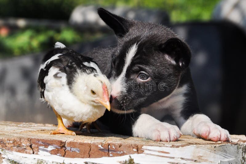 Easter background with puppy dog and a little chicken