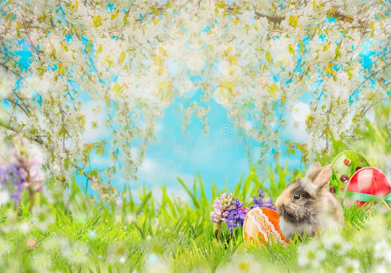 Easter background with eggs, fluffy rabbit on grass, flowers and spring blossom nature