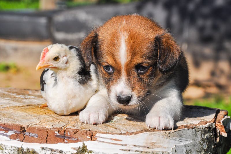 Easter background with puppy dog and a little chicken