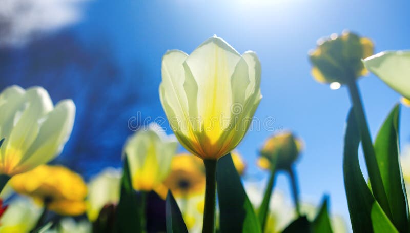 Easter background with white tulip in sunny meadow. Spring landscape with beautiful white tulips. Blooming flowers growing in