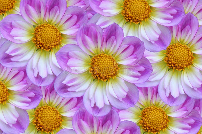 Easter Flowers stock photo. Image of garden, 1413816