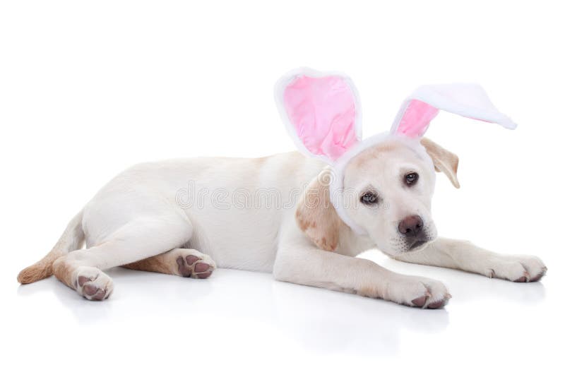 Dog Dressed Up As Easter Bunny Stock Photo Image of pink, basket