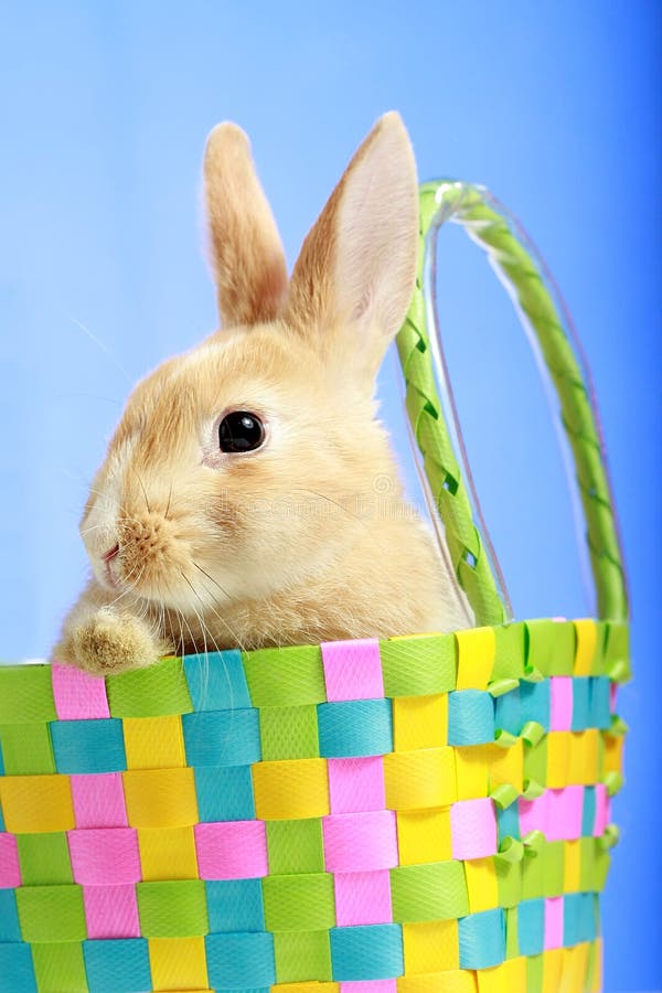 Easter bunny in a basket stock image. Image of cute, easter 12809855