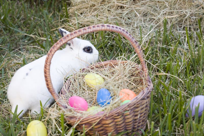 Easter Bunny and Basket of Eggs stock photo Easter Bunny and Basket of Eggs stock photo