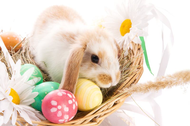 Easter Bunny in a basket with eggs