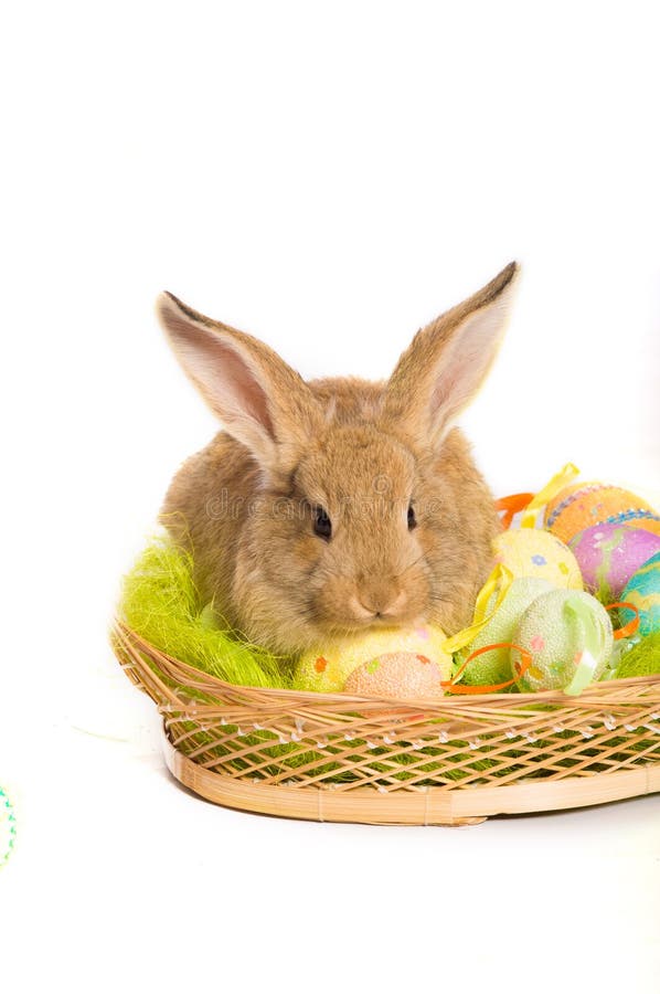 Easter Bunny with Basket and Eggs Stock Photo Image of animals, cute