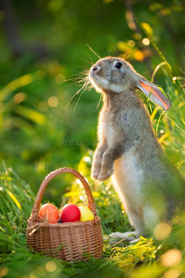 Easter bunny with a basket of eggs on spring flowers background.