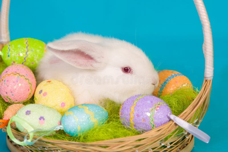Easter Bunny with Basket and Eggs Stock Photo Image of animals