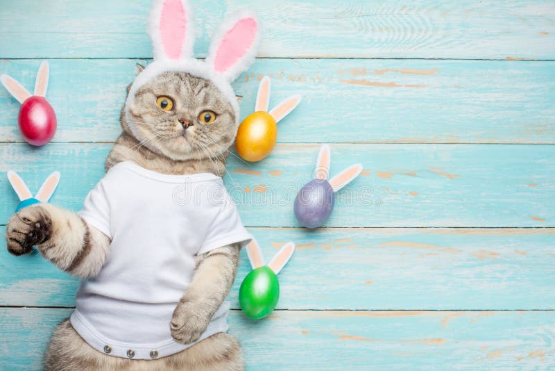 Easter Cat with Bunny Ears with Easter Eggs. Cute Kitten Stock Image