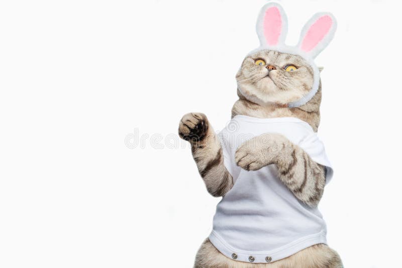Easter Bunny, Cat with Bunny Ears and Easter Colored with Eggs and Ears