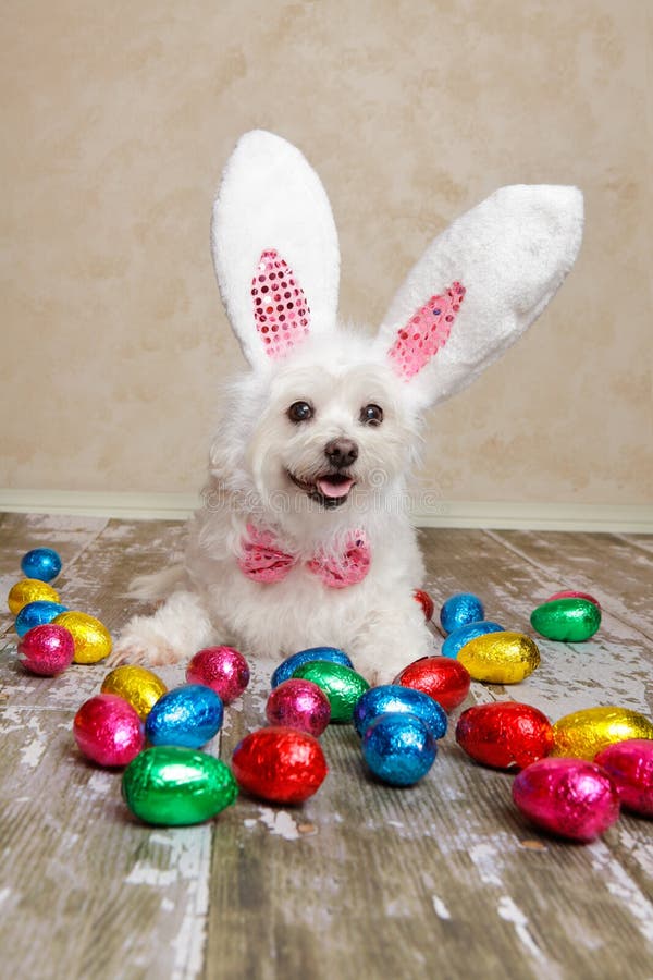 Easter Bunny Dog with Chocolate Easter Eggs Stock Photo Image of ears