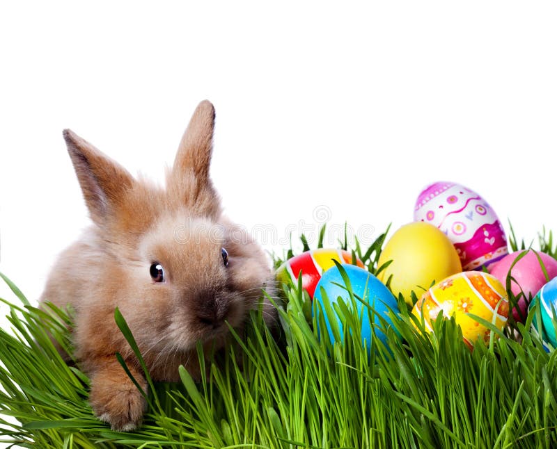 Easter bunny and Easter eggs